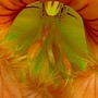 Close up of centre of Nasturtium (Tropaeolum majus (Compact Nasturtium))