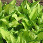 hosta Fortunei Albopicta (Hosta fortunei (Plantain lily))