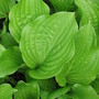 hosta Fortunei Vindis (Hosta fortunei (Plantain lily))