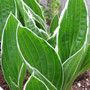 hosta thin margin