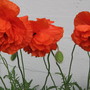 Papaver orientale (Oriental poppy)