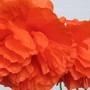 Papaver orientale (Oriental poppy)
