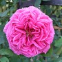 A rose full out. (Rosa)