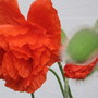 poppy (Papaver orientale (Oriental poppy))
