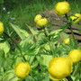 buttercups (Trollius europaeus (Boule dor))