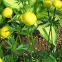 buttercups (Trollius europaeus (Boule dor))