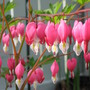 bleeding hearts (Dicentra spectabilis (Bleeding heart))