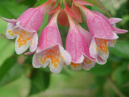 abelia (Abelia floribunda)