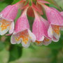abelia (Abelia floribunda)