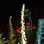 Ghost (Digitalis purpurea)