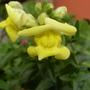 Yellow_snap_dragons