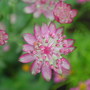 Astrantia (Astrantia major)
