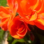 Geranium