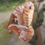 Tulip-tree Silkmoth
