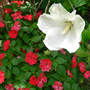 Tropical Hibiscus With Impatiens (Hibiscus Tropical White)