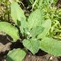 ? Unknown Plant .....