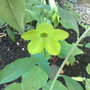 Nicotiana lime green 