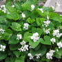 violets (viola septentrion alis)