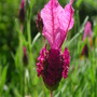 French_lavender