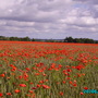 Poppies_and_gardens_001