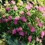Spirea Japonica. (Spirea Japonica, Spirea Arguta and Spirea Nipponica hdge)