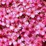 Close up of Spirea (Spirea Japonica, Spirea Arguta and Spirea Nipponica hdge)