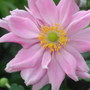 Anemone hupehensis