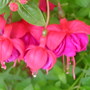 Fuchsias