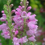 'Obedient Plant' (Physostegia virginiana)