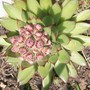 11_6_12.jpg (Sempervivum tectorum)