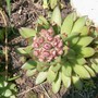11_6_13.jpg (Sempervivum tectorum)