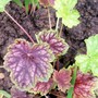 A garden flower photo (Heuchera americana (Alum Root))