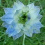 11_6_01.jpg (Nigella damascena (Love-in-a-mist))