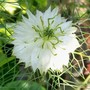 11_6_02.jpg (Nigella damascena (Love-in-a-mist))
