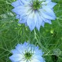 11_6_04.jpg (Nigella damascena (Love-in-a-mist))