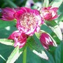 9_6_19.jpg (astrantia major)