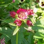 9_6_20.jpg (astrantia major)