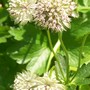A garden flower photo (Astrantia major)