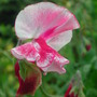 Lathyrus odoratus