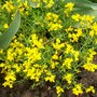 Spartium junceum
