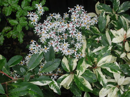 I like this combination, I'm glad it worked! (Photinia davidiana 'Palette')