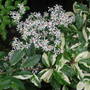 White_aster_and_palette