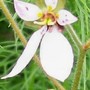 2_6_6.jpg (Saxifraga stolonifera (Mother Of Thousands))