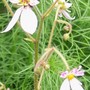 2_6_5.jpg (Saxifraga stolonifera (Mother Of Thousands))