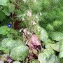 2_6_7.jpg (Saxifraga stolonifera (Mother Of Thousands))