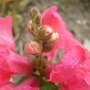 snap dragon
