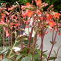 patio bells