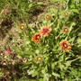 Gaillardia [Blanket Flower]   06.08 (Gaillardia aristata)
