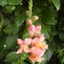 Antirrhinum [Snap-Dragon] 06.08 (Antirrhinum major)