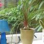 pot plant